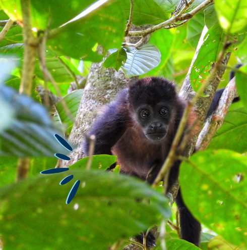 Monkeys, nature tourism